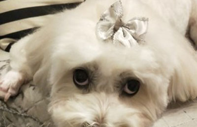 Dog headdress flower white 01