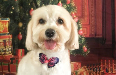 Dog tie for Christmas